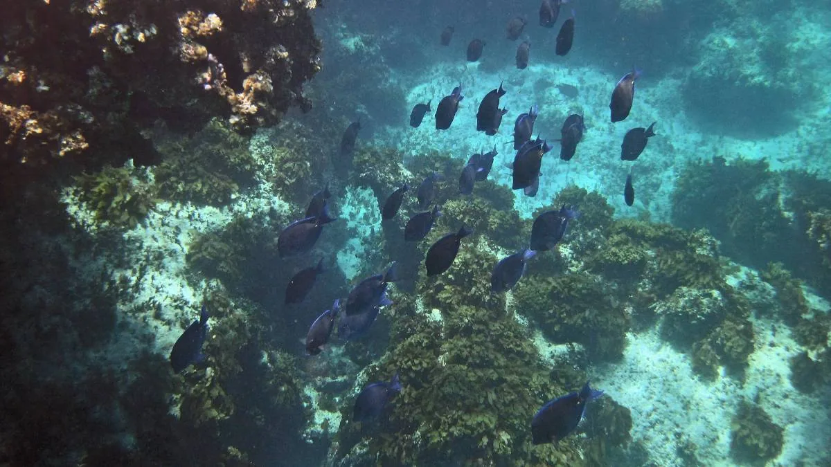 Snorkelling over the coral reef off the beach