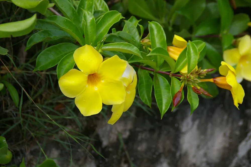 Yellow allamanda flowers on a vine, the leaves still beaded with rain
