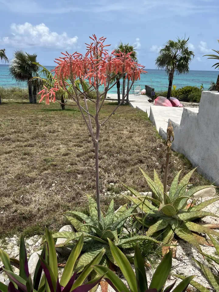An aloe in flower, its coral spikes above the lawn, with the path down to the beach and the Atlantic behind