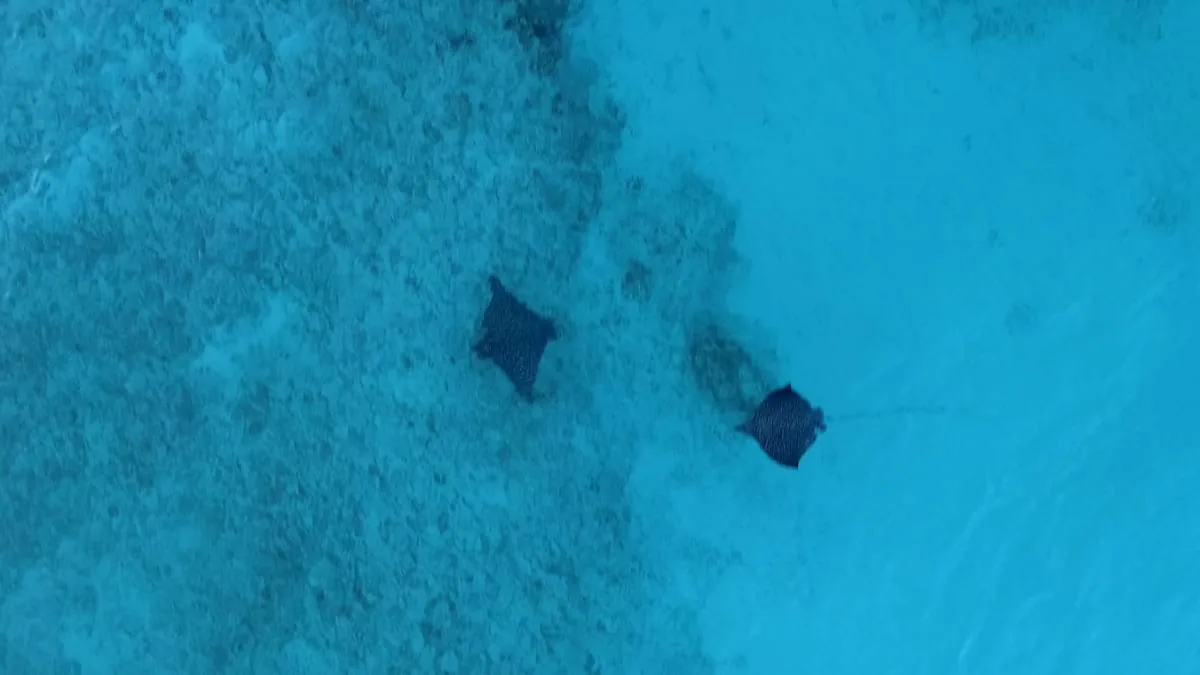 Eagle rays over the sand flats just offshore