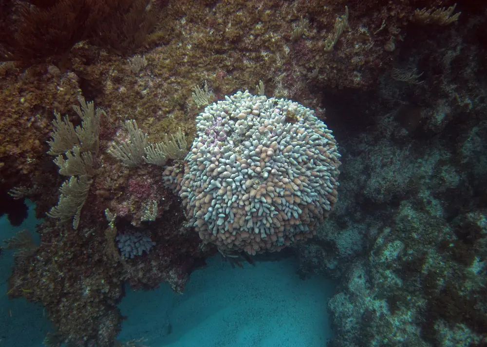 A rounded head of pale finger coral growing out of the reef wall, sea plumes around it