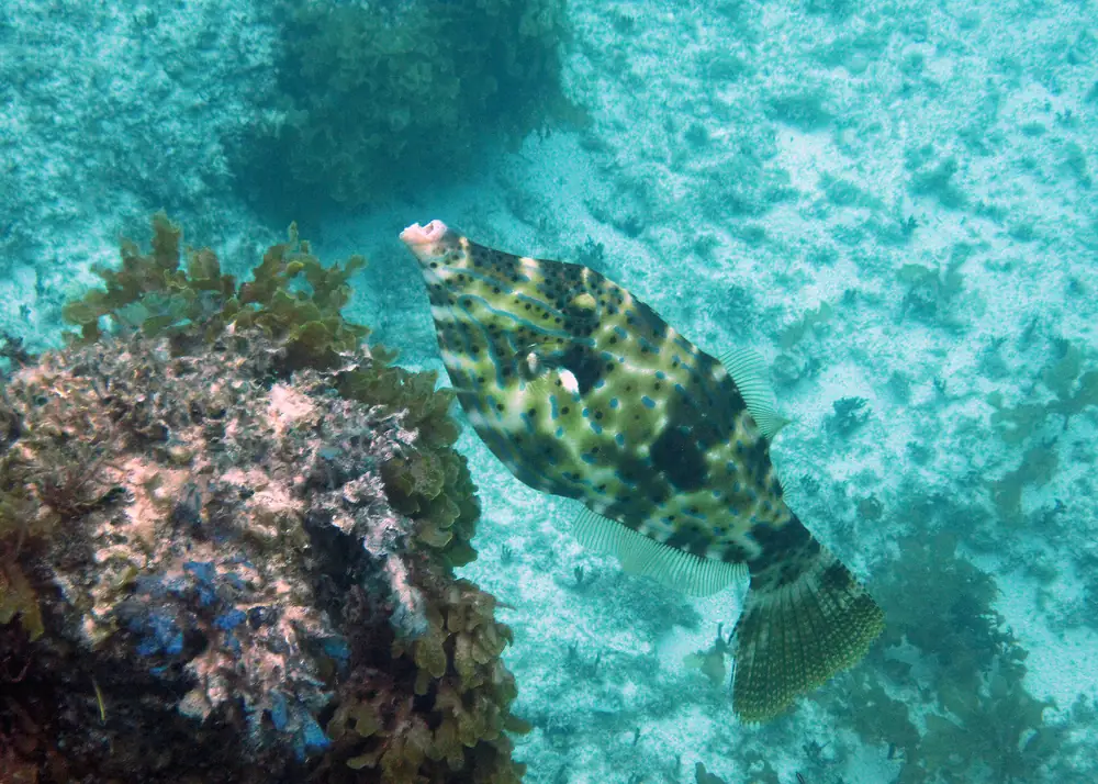 A scrawled filefish, olive with blue lines and black spots, hanging nose-up over the sand beside a reef head
