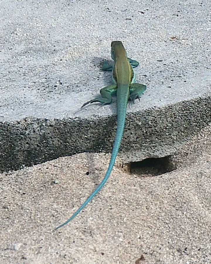 A green lizard with a bright turquoise tail, sunning itself on warm concrete