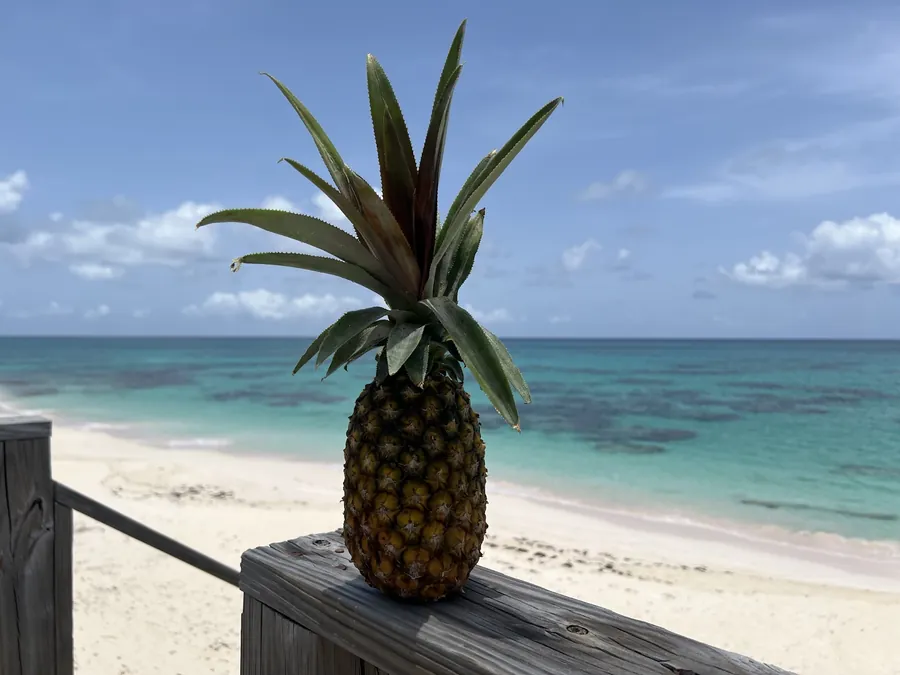 A pineapple standing on the weathered wooden rail above the beach, with white sand and turquoise water behind it