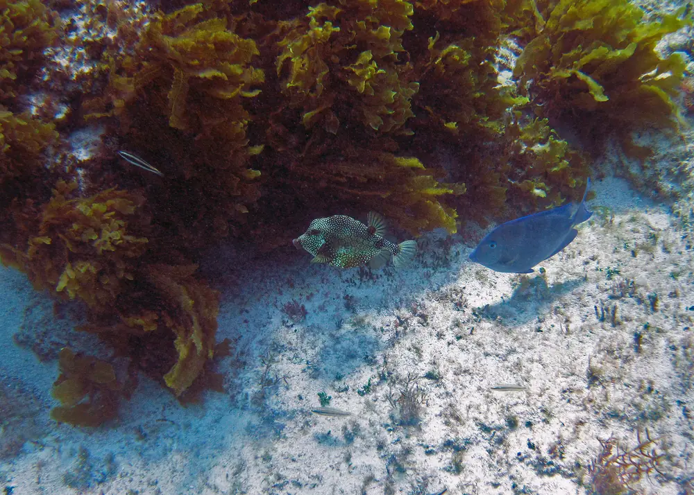 A smooth trunkfish, white-spotted and box-shaped, and a blue tang over the sand at the edge of the reef