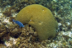 Snorkeling the Coral Reef off Seaview Villa