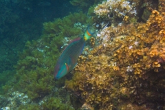 Snorkeling the Coral Reef off Seaview Villa