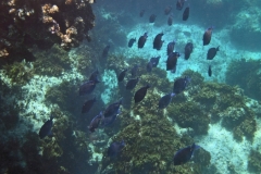 Snorkeling the Coral Reef off Seaview Villa